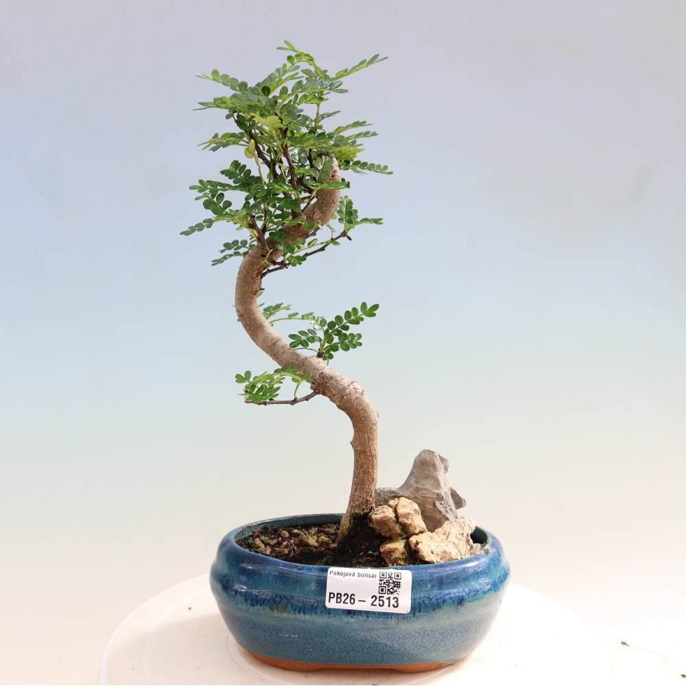 Pokój bonsai - Zantoxylum piperitum - drzewo pieprzowe