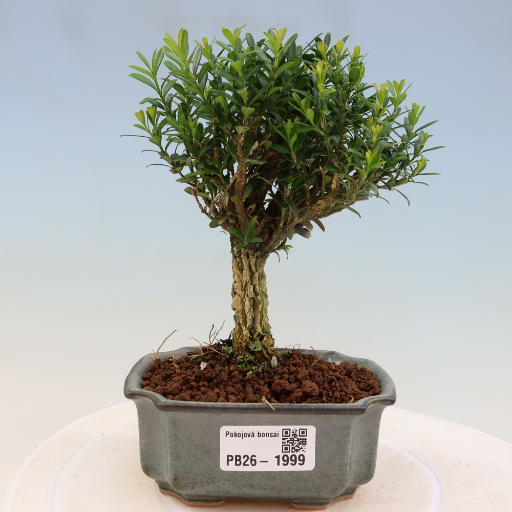 Pokój bonsai - Buxus harlandii - buxus korkowy