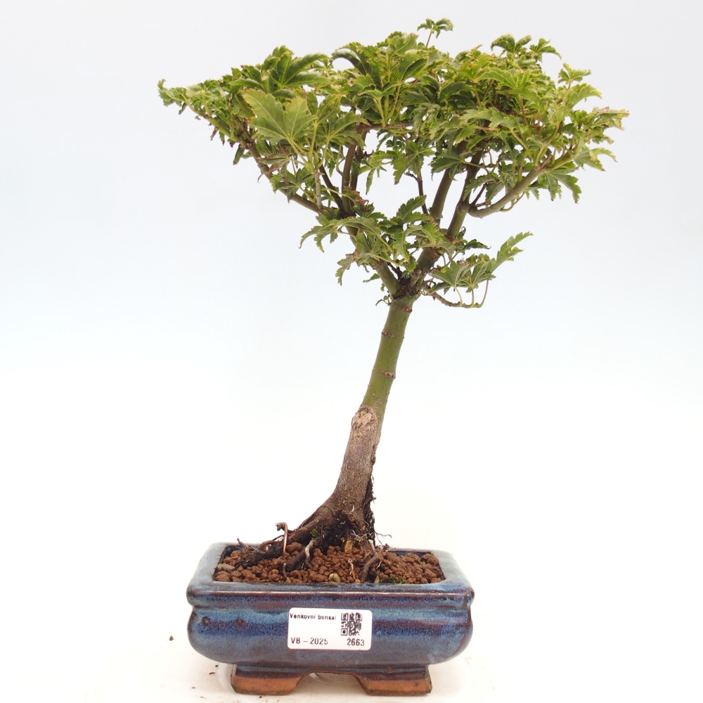 Bonsai zewnętrzne - klon Acer palmatum Shishigashira