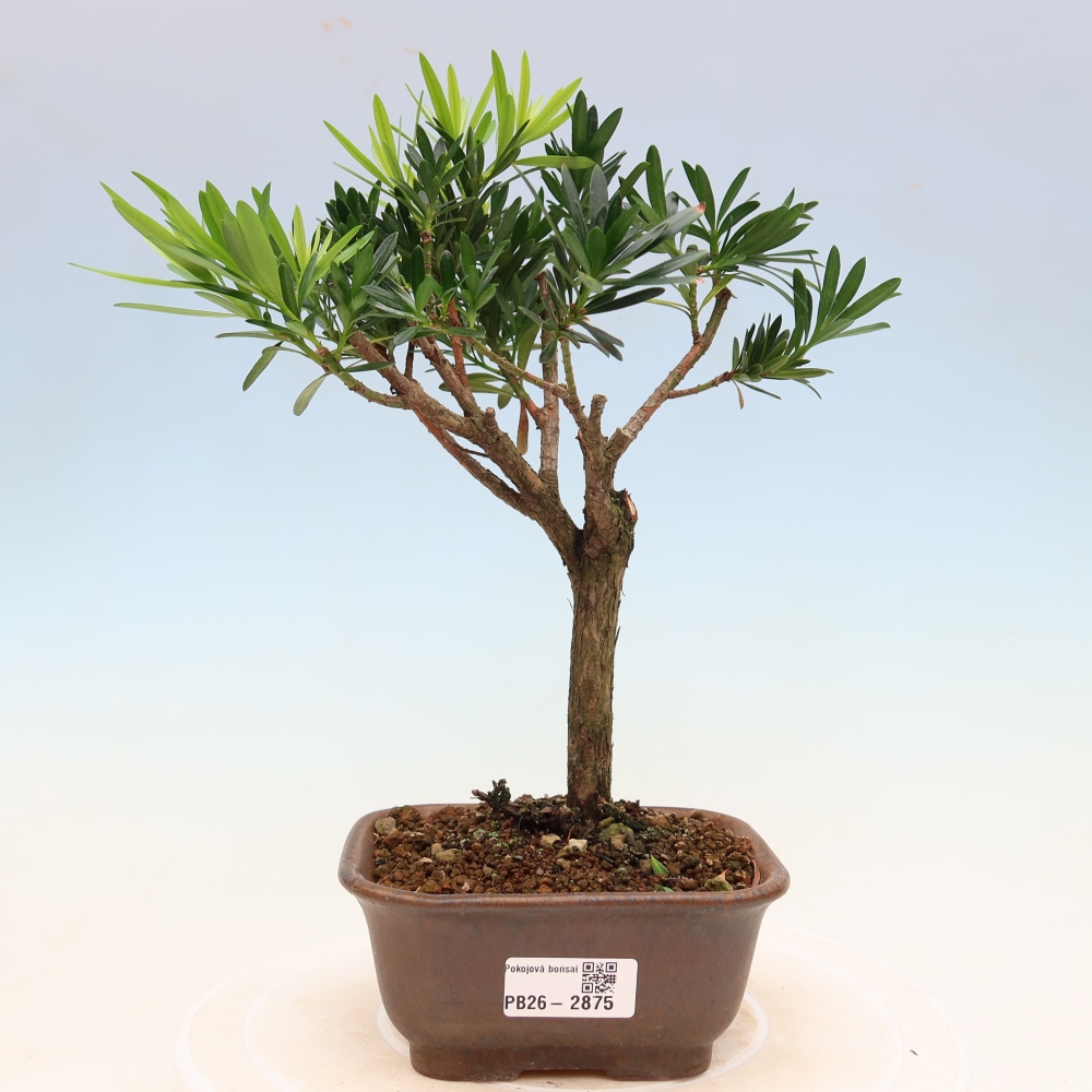 Pokój bonsai - Podocarpus - Kamienny cis