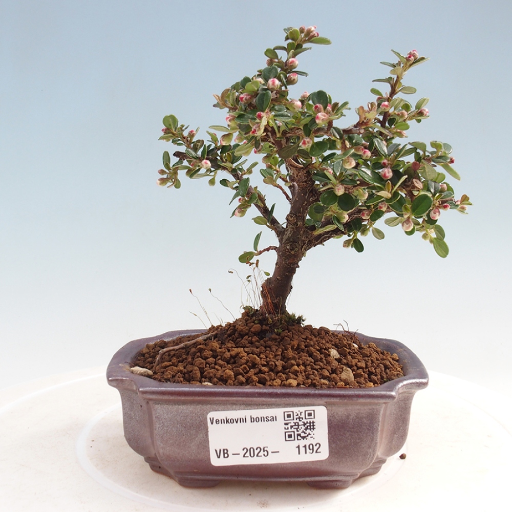 Plenerowe bonsai - Irga pozioma - Drzewo skalne
