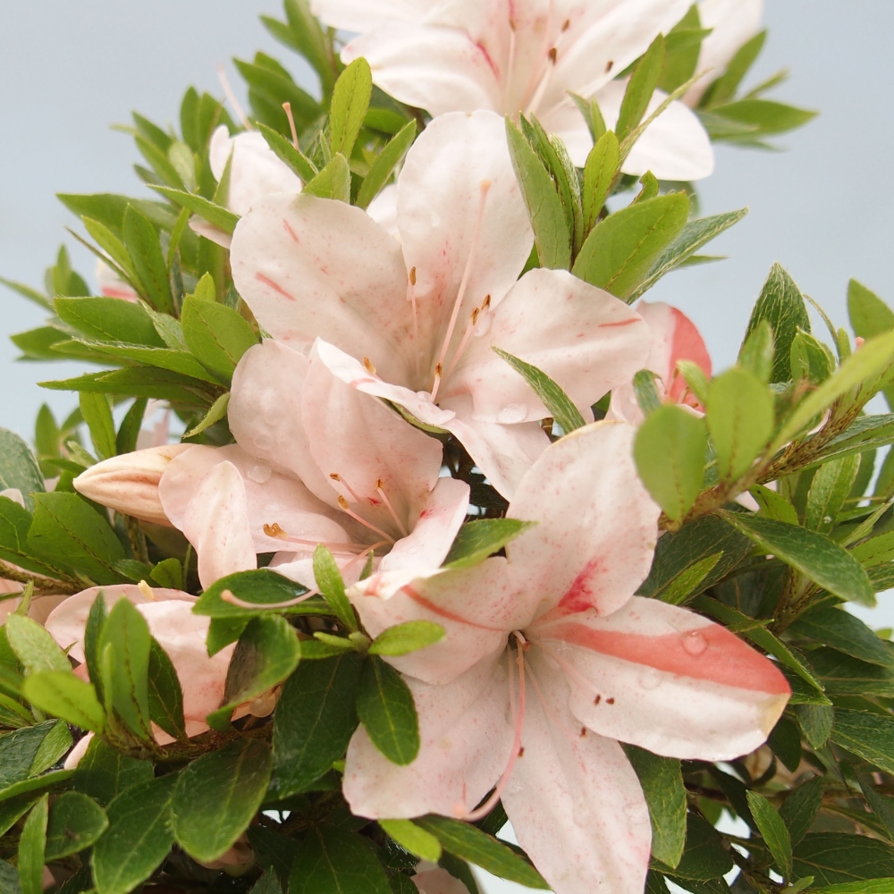 Bonsai ogrodowe - azalia japońska - Azalea Nikko