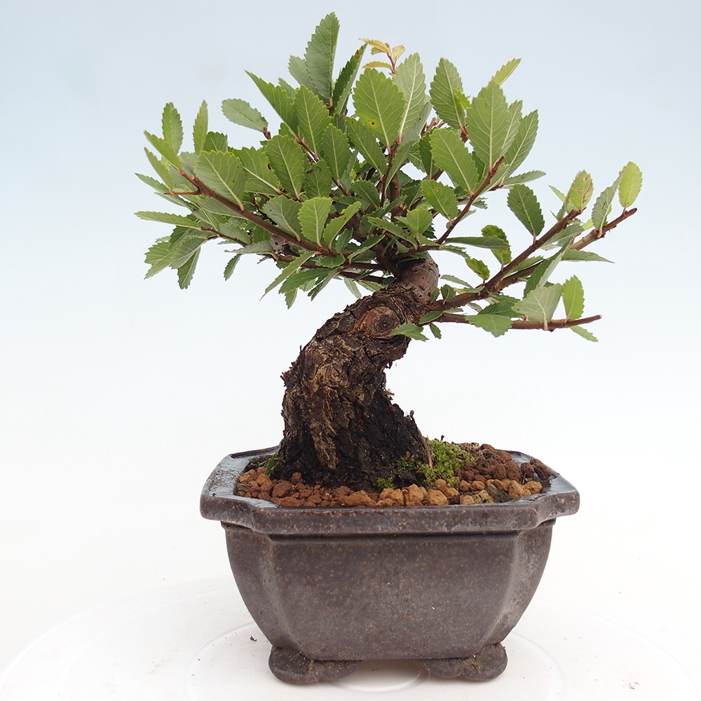 Bonsai zewnętrzne - Zelkova - Zelkova NIRE