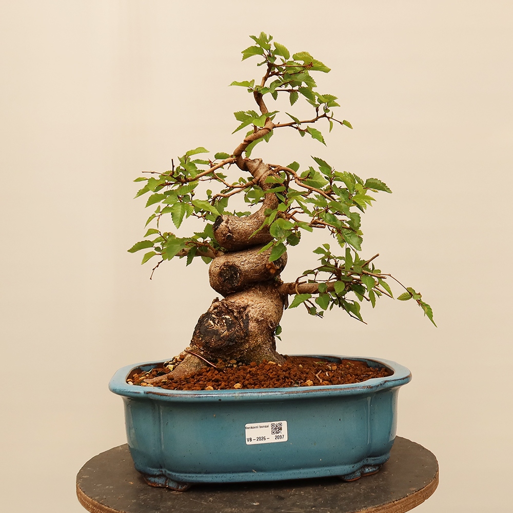 Bonsai plenerowe - Carpinus Coreana - grab koreański