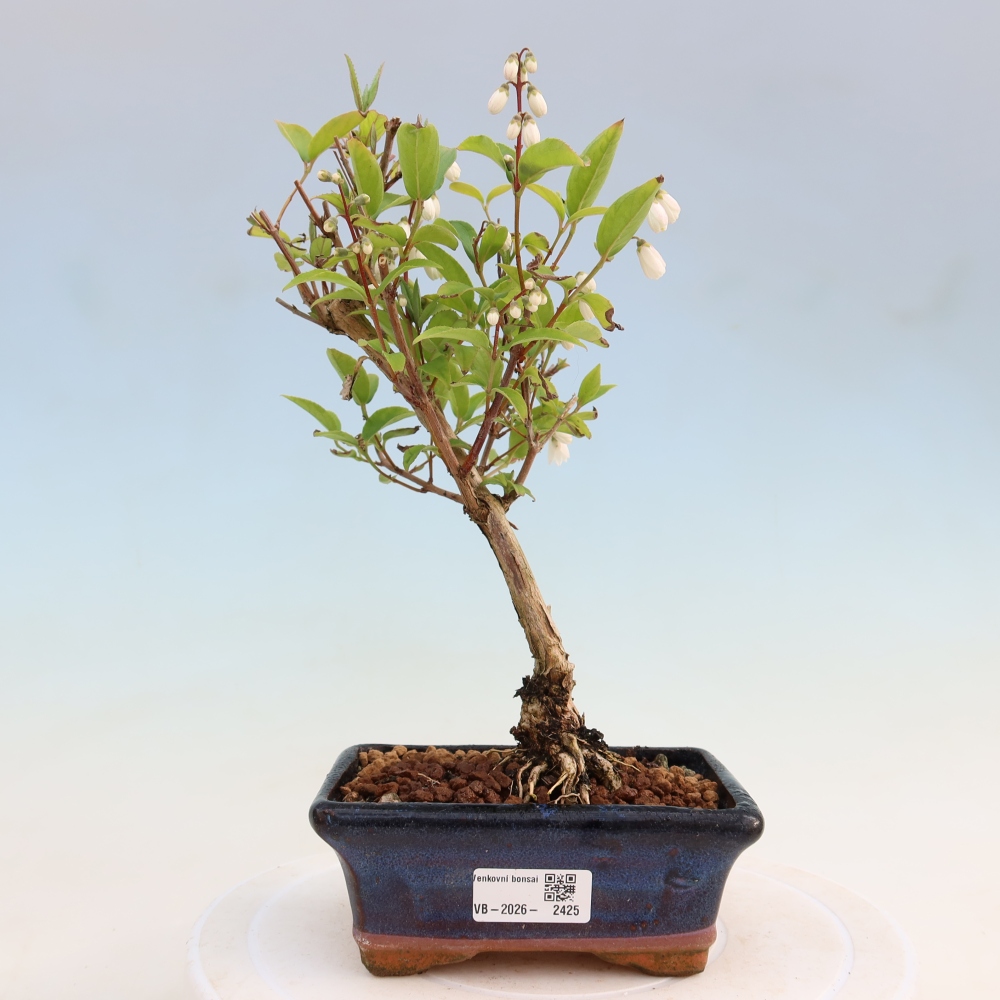 Bonsai ogrodowe – Deutzia scabra Candidissima – Trojpuk