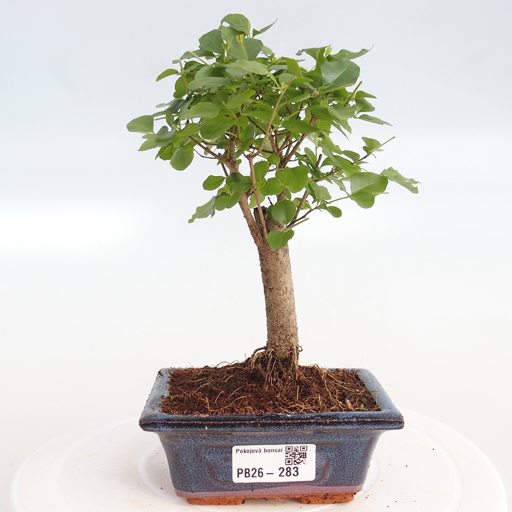 Pokój bonsai - Ligustrum chinensis - Dziób ptaka