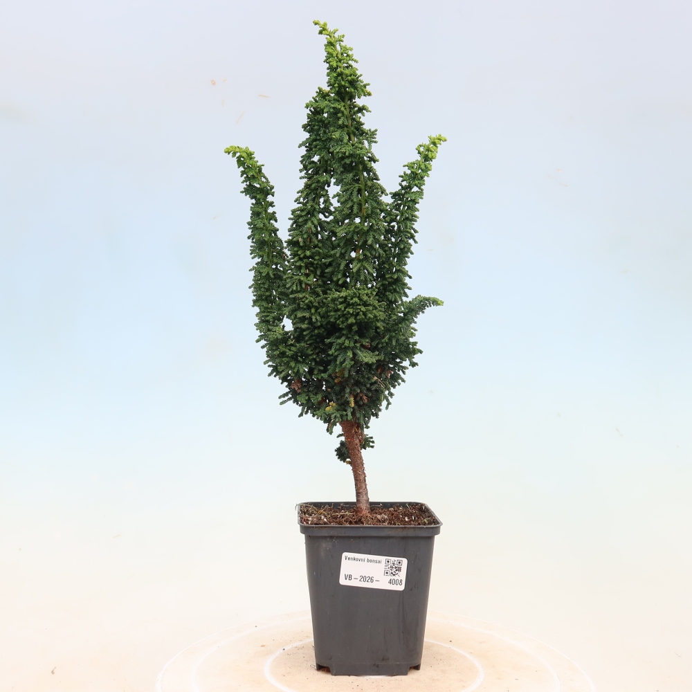 Bonsai zewnętrzne - Cham. obtusa SEKKA HINOKI - Cyprys