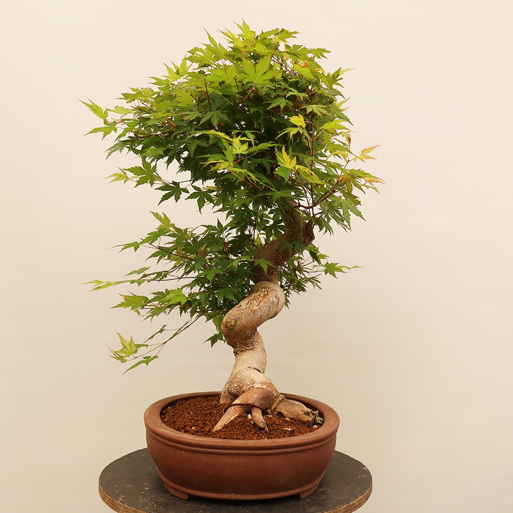 Outdoor bonsai - Klon palmowy - Palmy