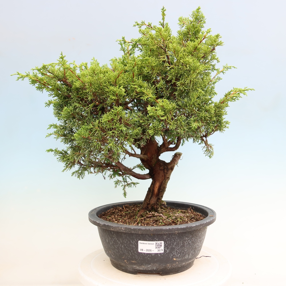 Bonsai ogrodowe – Juniperus chinensis Itoigawa – jałowiec chiński