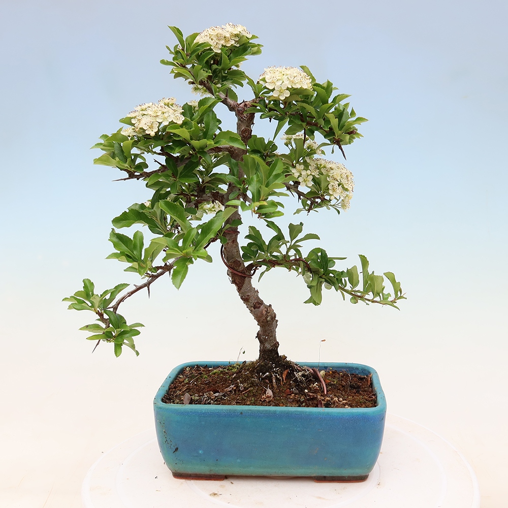 Bonsai ogrodowe – Pyracantha teton – ognik szkarłatny