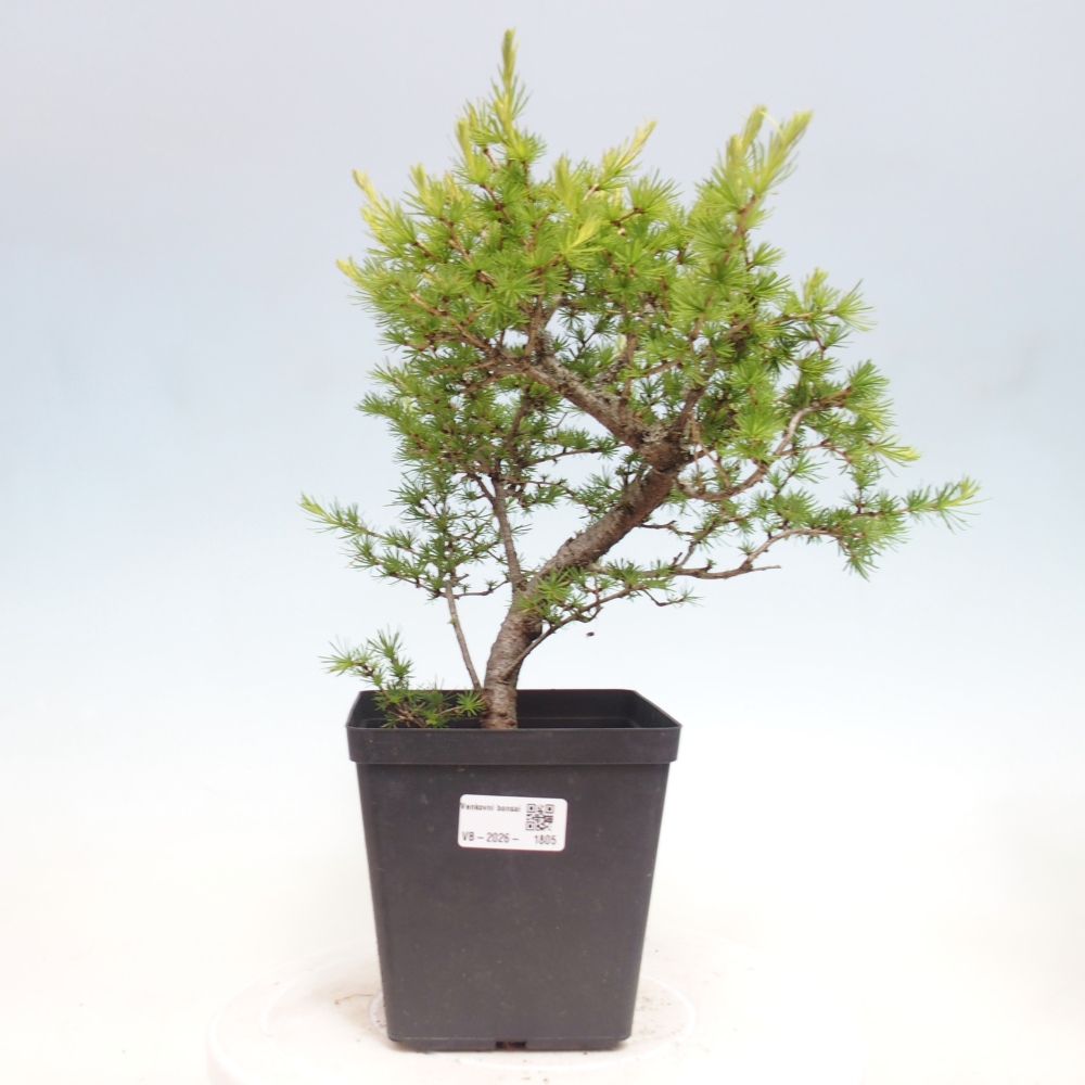 Bonsai zewnętrzne - Larix decidua - Modrzew