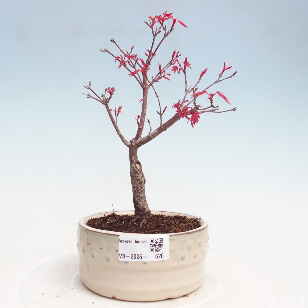 Outdoor bonsai - Acer palmatum DESHOJO