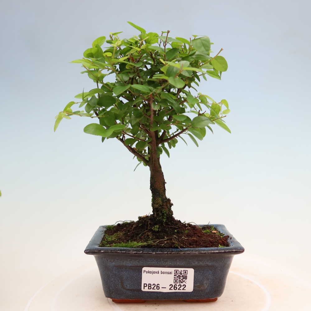 Bonsai pokojowe - Sageretia thea - Sageretia thea