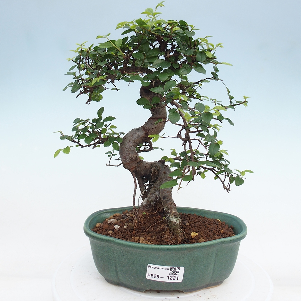 Pokój bonsai - Ulmus parvifolia - Wiąz drobnolistny