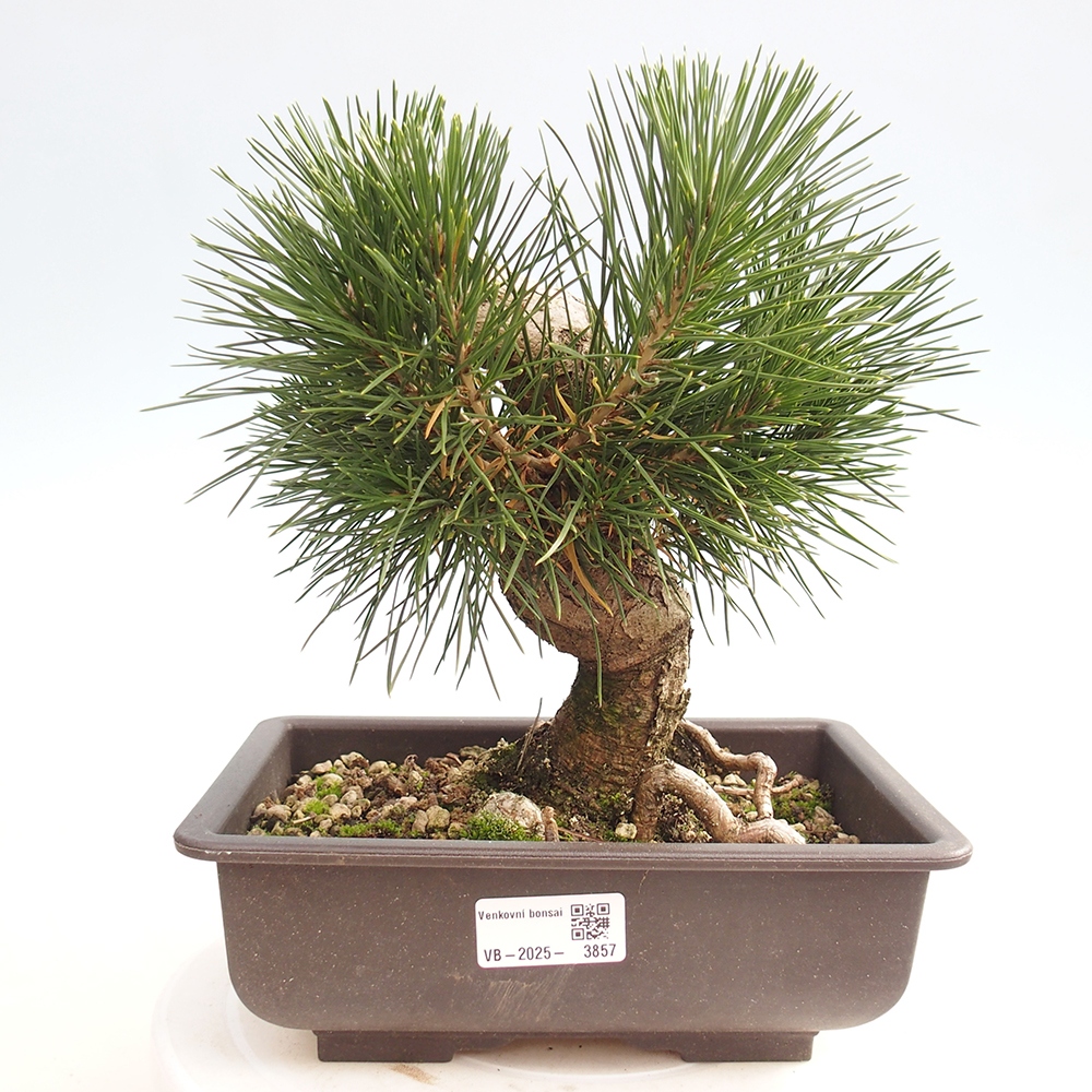 Outdoor bonsai - Pinus thunbergii - sosna Thunberga