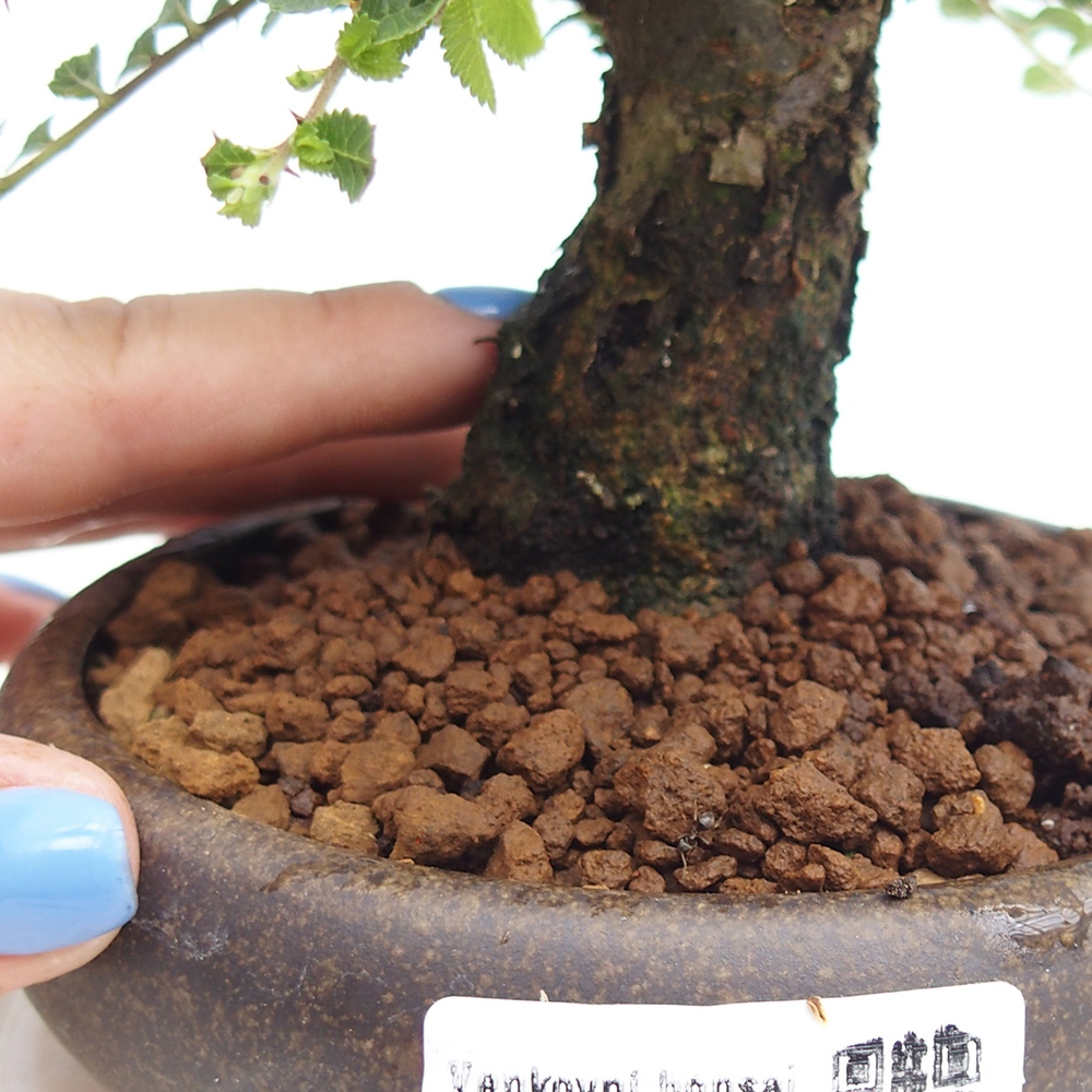 Bonsai zewnętrzne - Ulmus parvifolia Hokkaido - wiąz chiński
