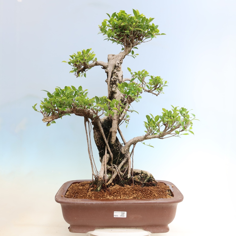 Pokój bonsai - Ficus kimmen - figowiec drobnolistny