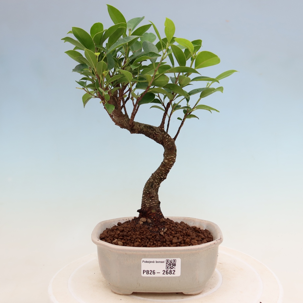 Pokój bonsai - Ficus kimmen - figowiec drobnolistny