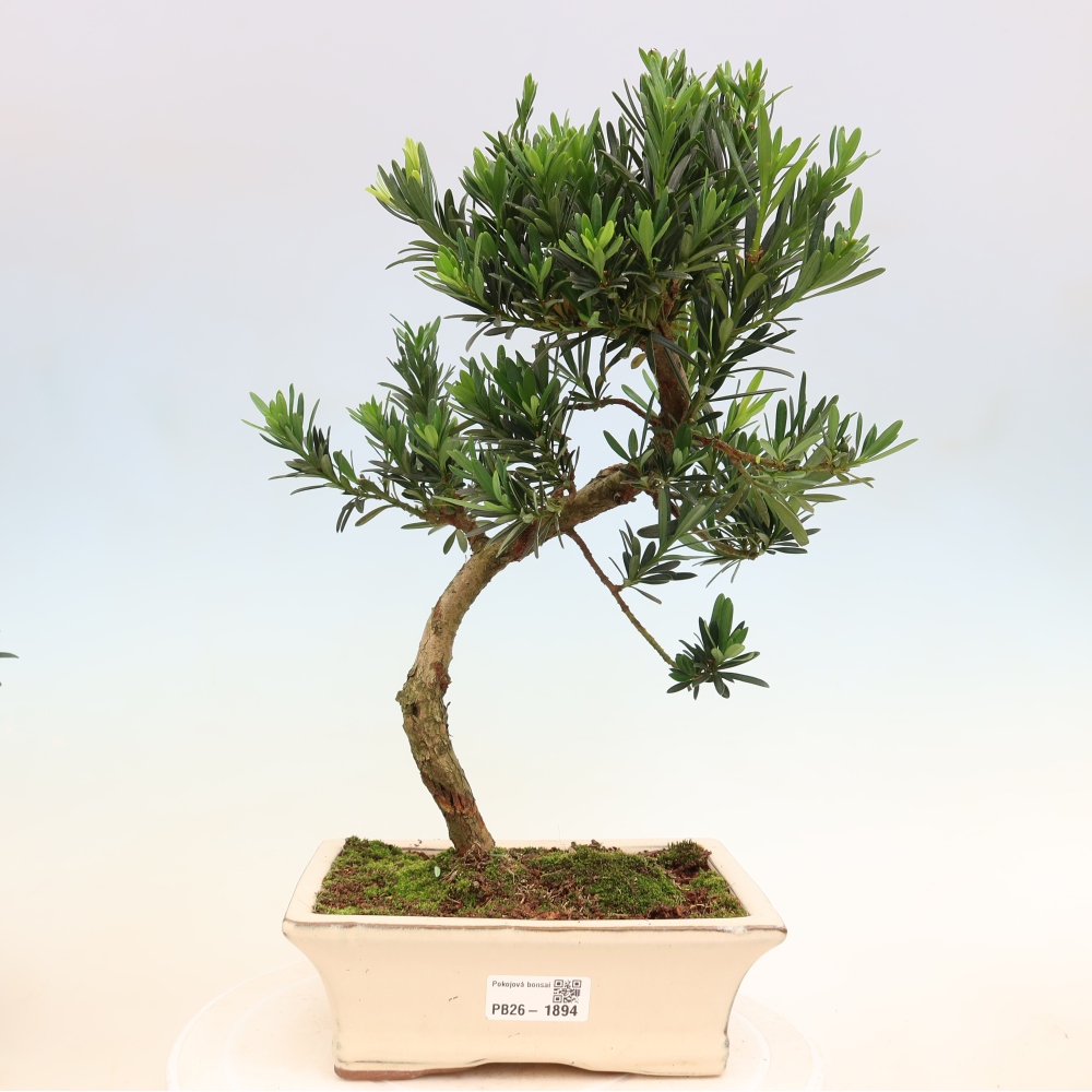 Pokój bonsai - Podocarpus - Kamienny cis
