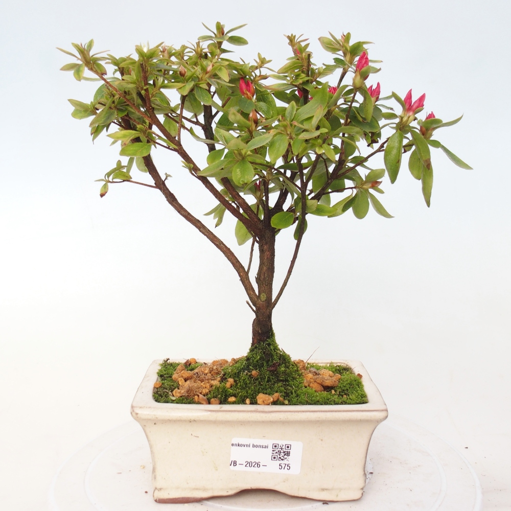 Outdoor bonsai - Azalia japońska - Azalea sp.