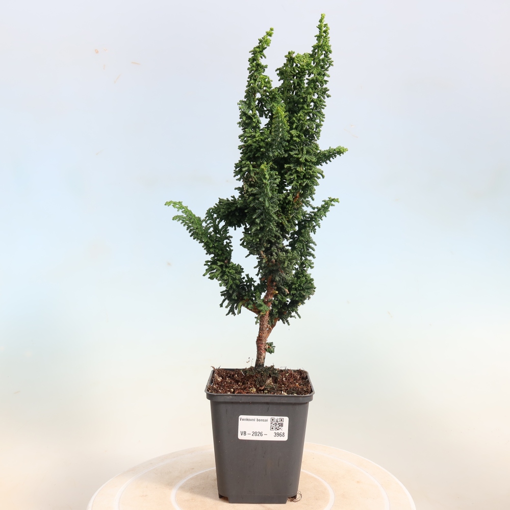 Bonsai zewnętrzne - Cham. obtusa SEKKA HINOKI - Cyprys