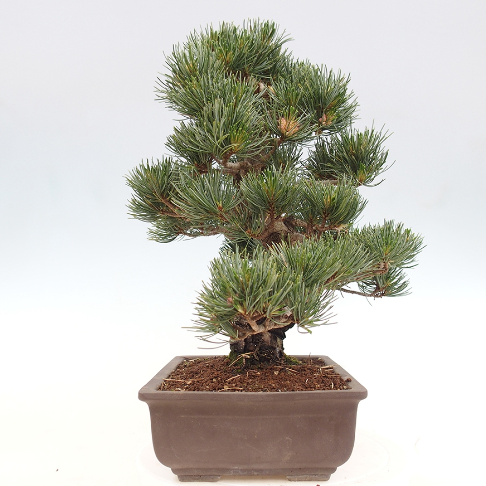 Outdoor bonsai - Pinus parviflora - Pinus parviflora