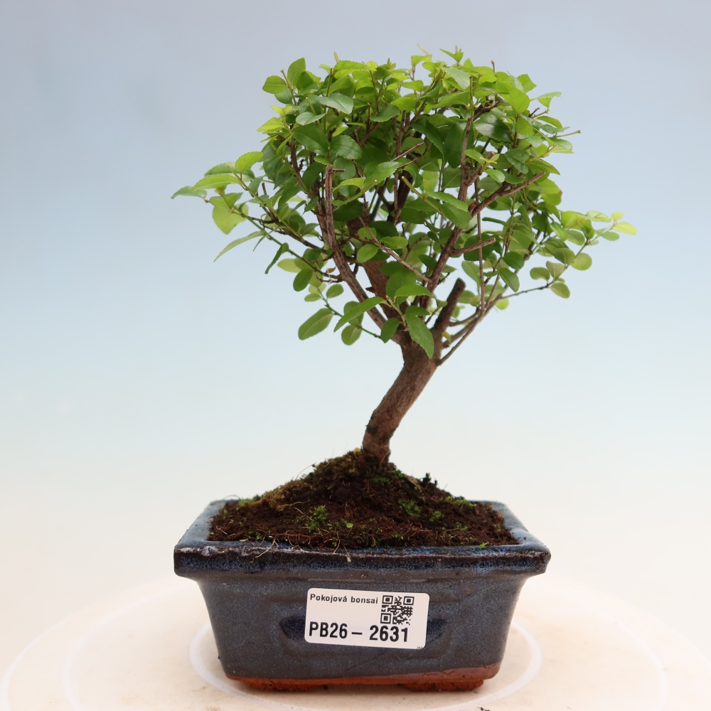 Bonsai pokojowe - Sageretia thea - Sageretia thea