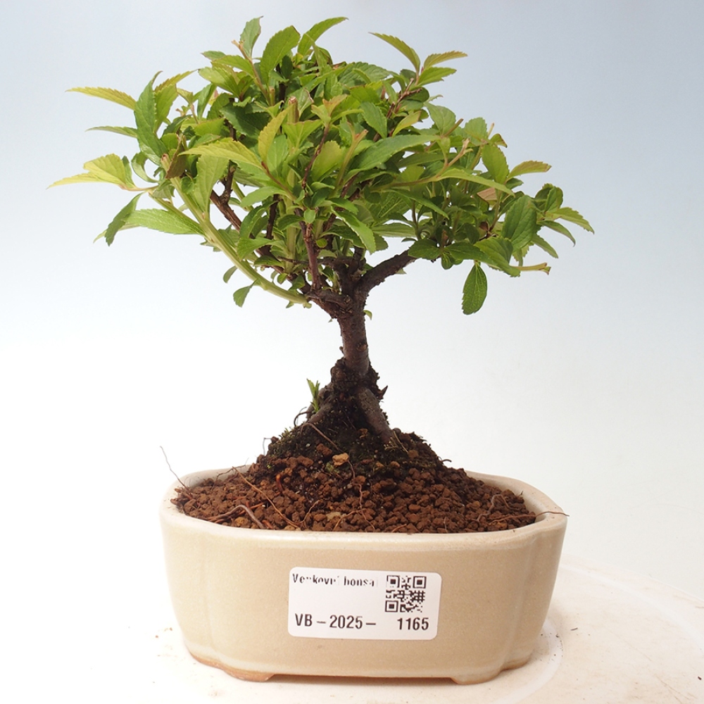 Outdoor bonsai - Spirea japonica GENPSI