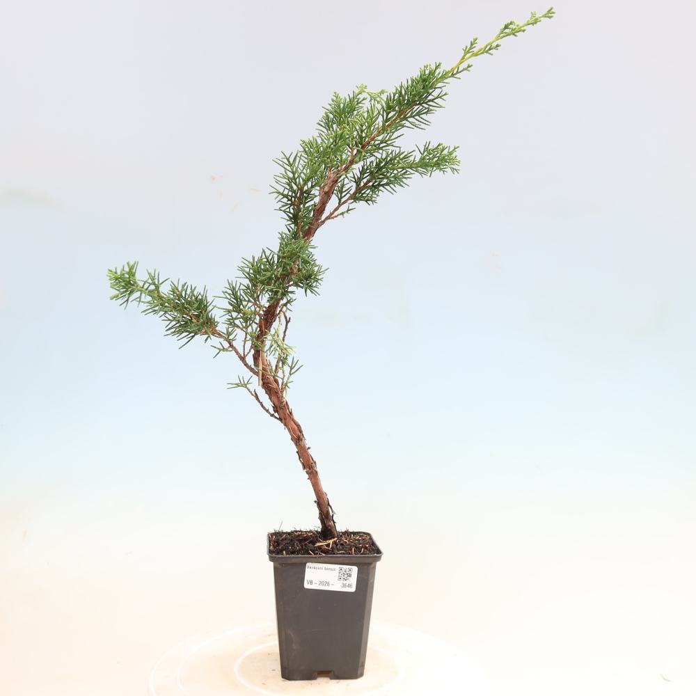 Outdoor bonsai - Juniperus chinensis Kishu