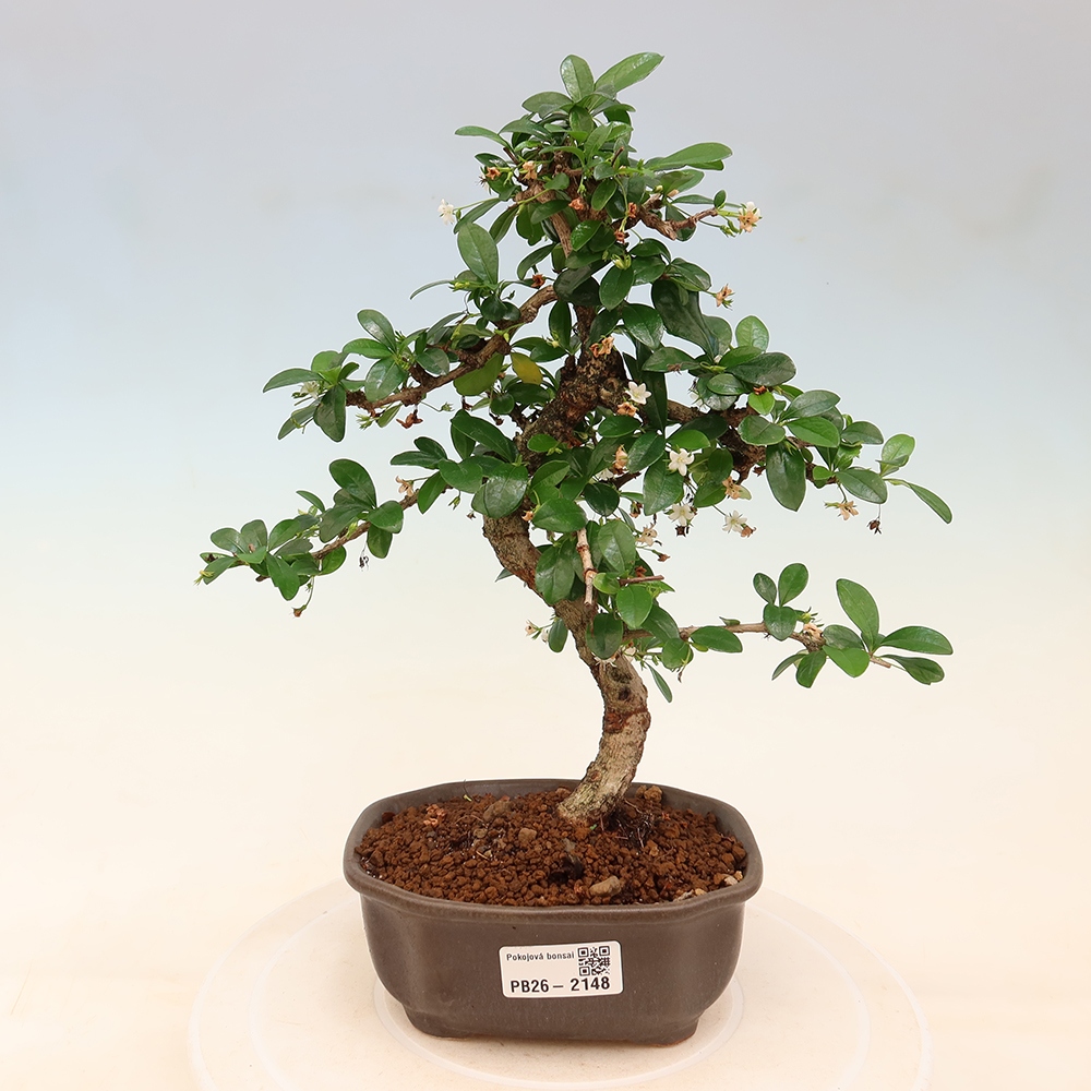 Bonsai pokojowe - Carmona macrophylla - Tea fuki