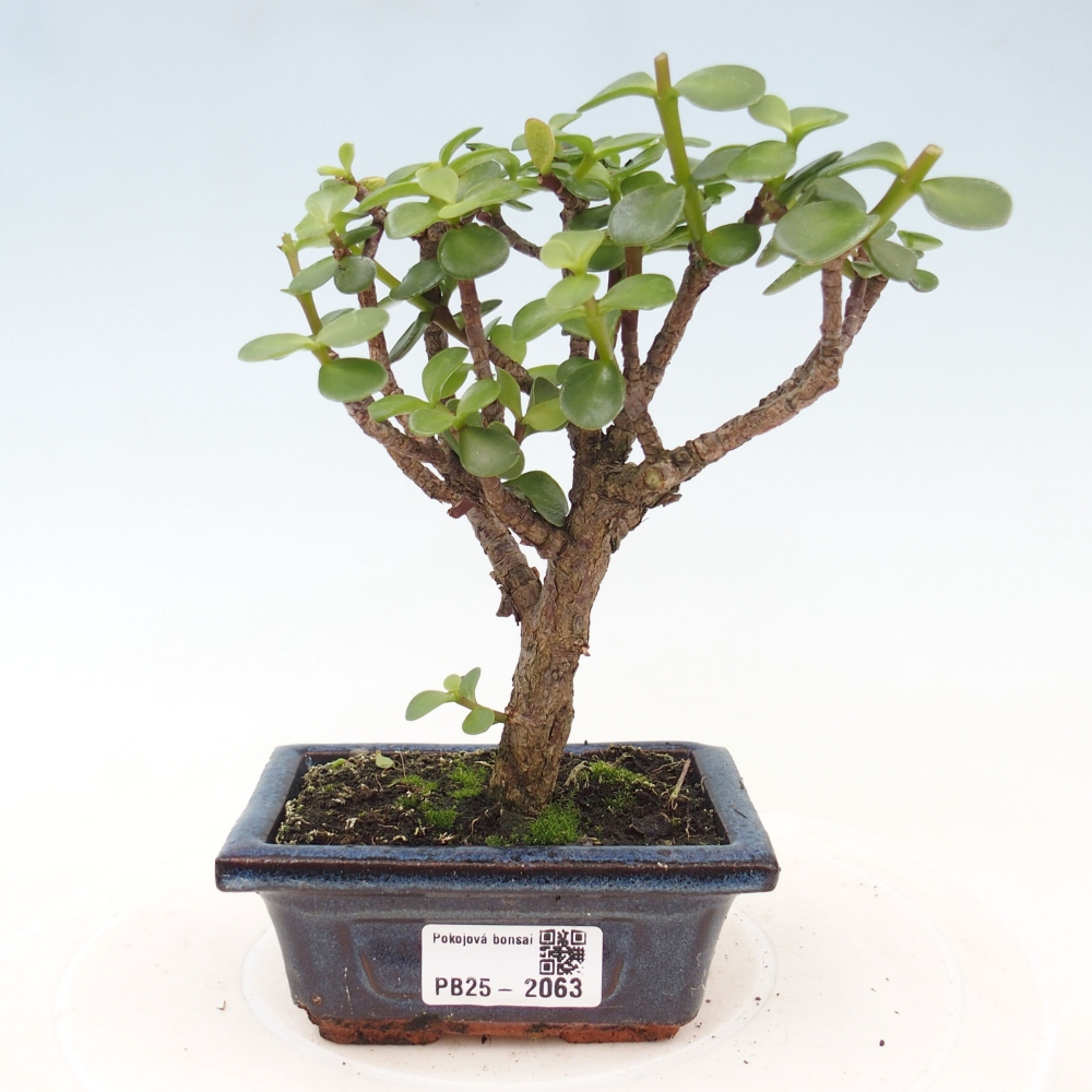 Kryte bonsai - Portulakaria Afra - Tlustice