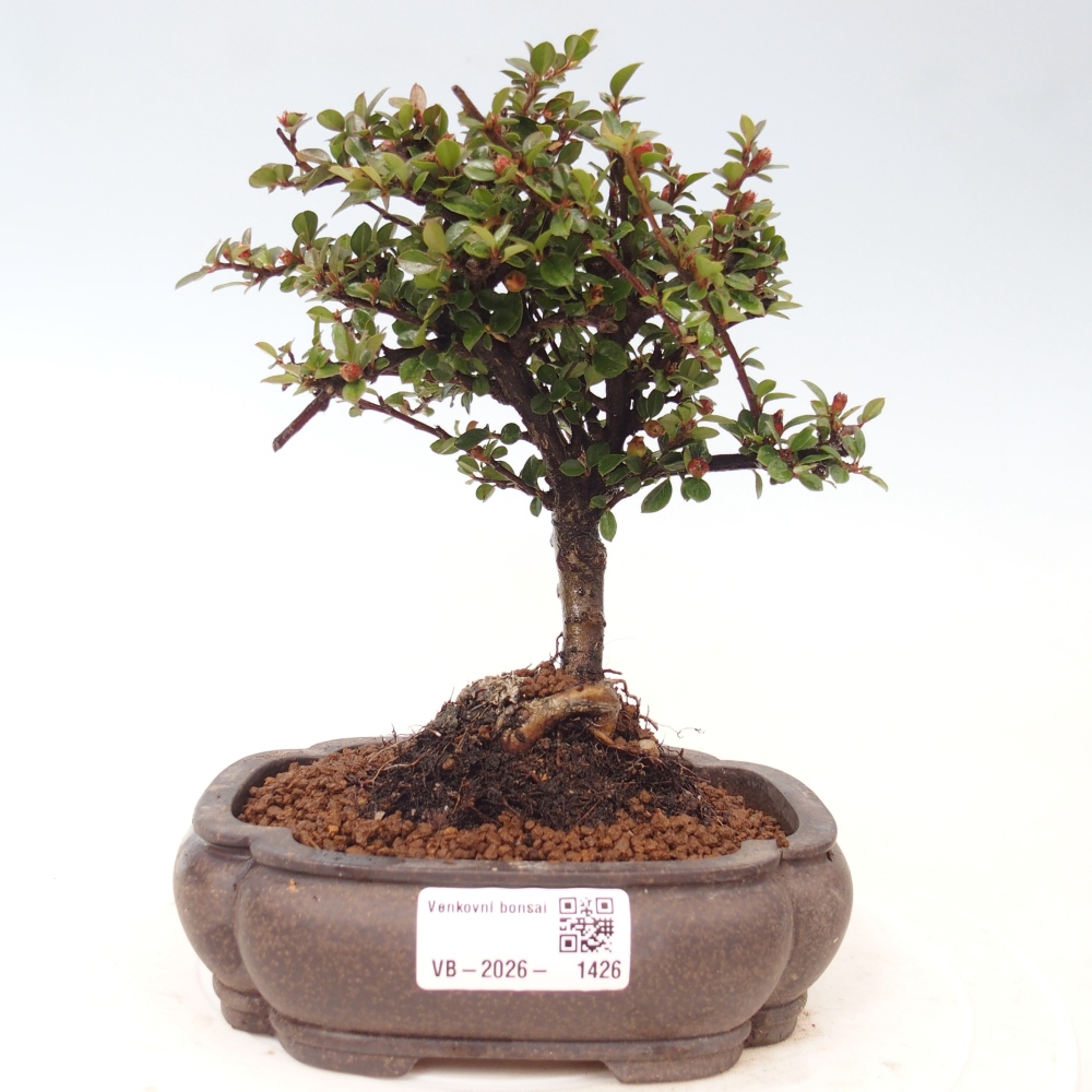 Outdoor bonsai - irga pozioma - Rocky Mountain