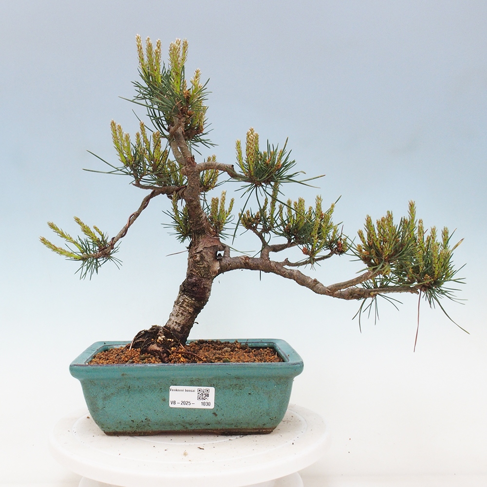 Outdoor bonsai - Pinus Sylvestris - sosna zwyczajna