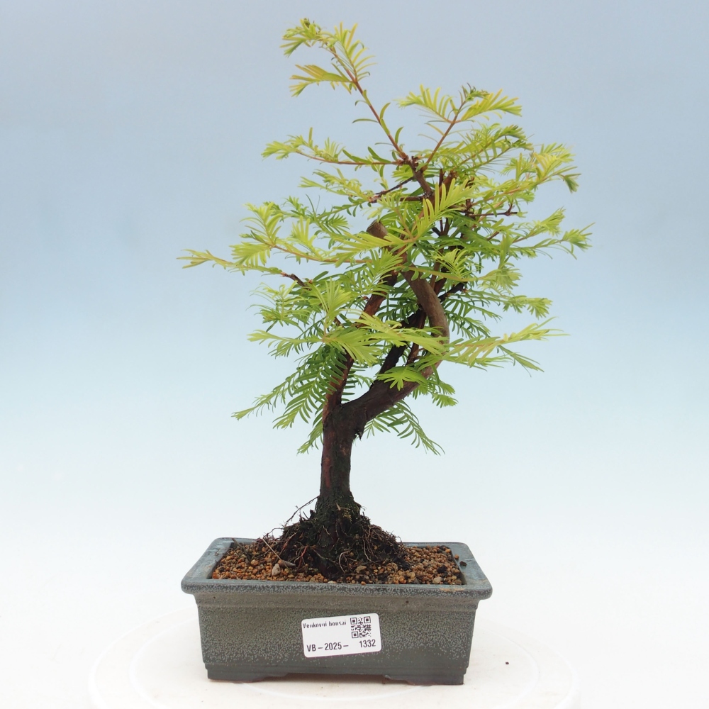 Outdoor bonsai - Metasequoia glyptostroboides - chińskie metasekvoje