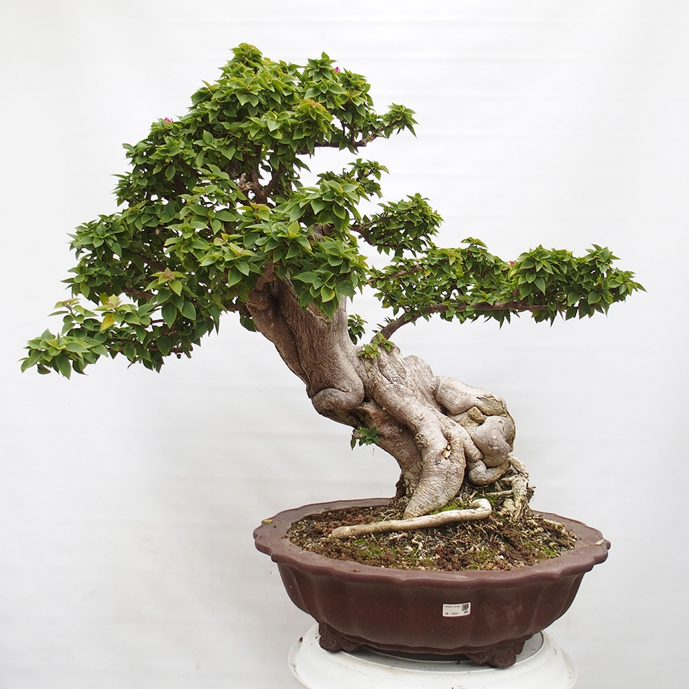 Kryte bonsai - Bouganwilea