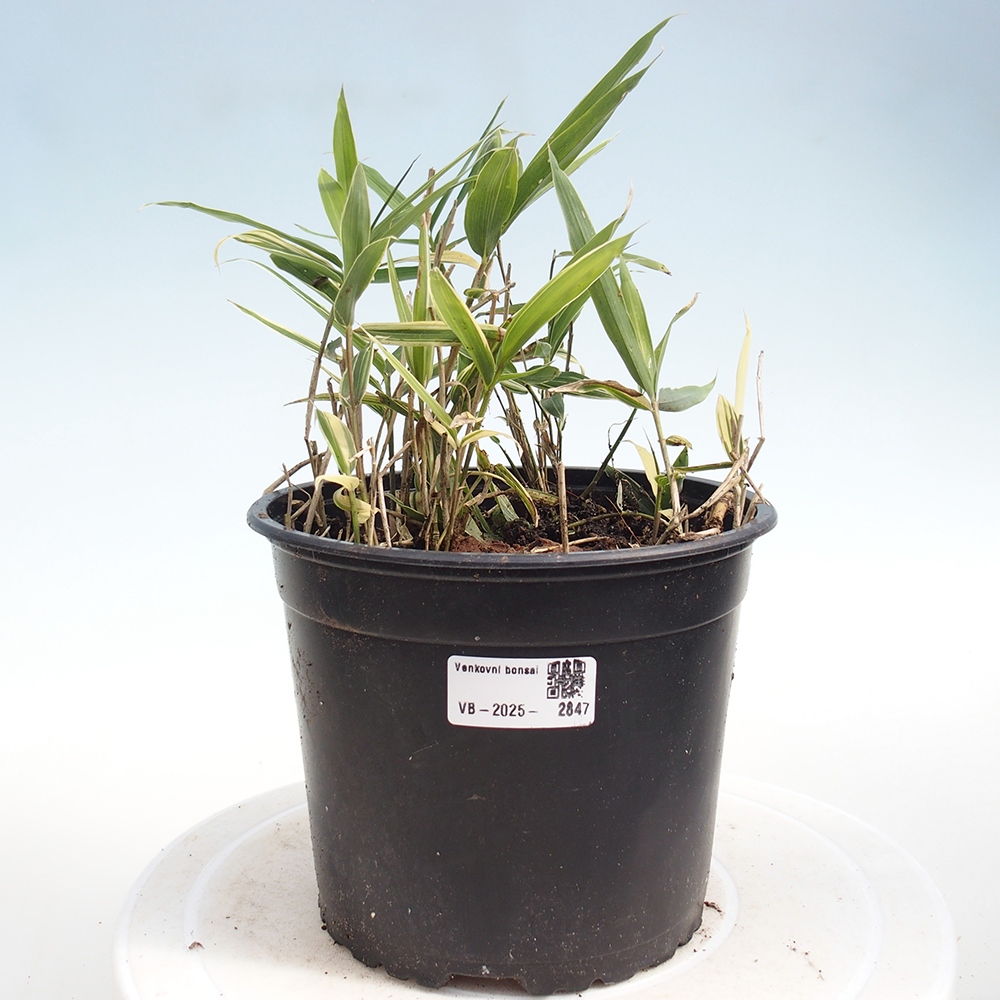 Bonsai zewnętrzne - Sasaella masamuneana Albostriata - Bambus