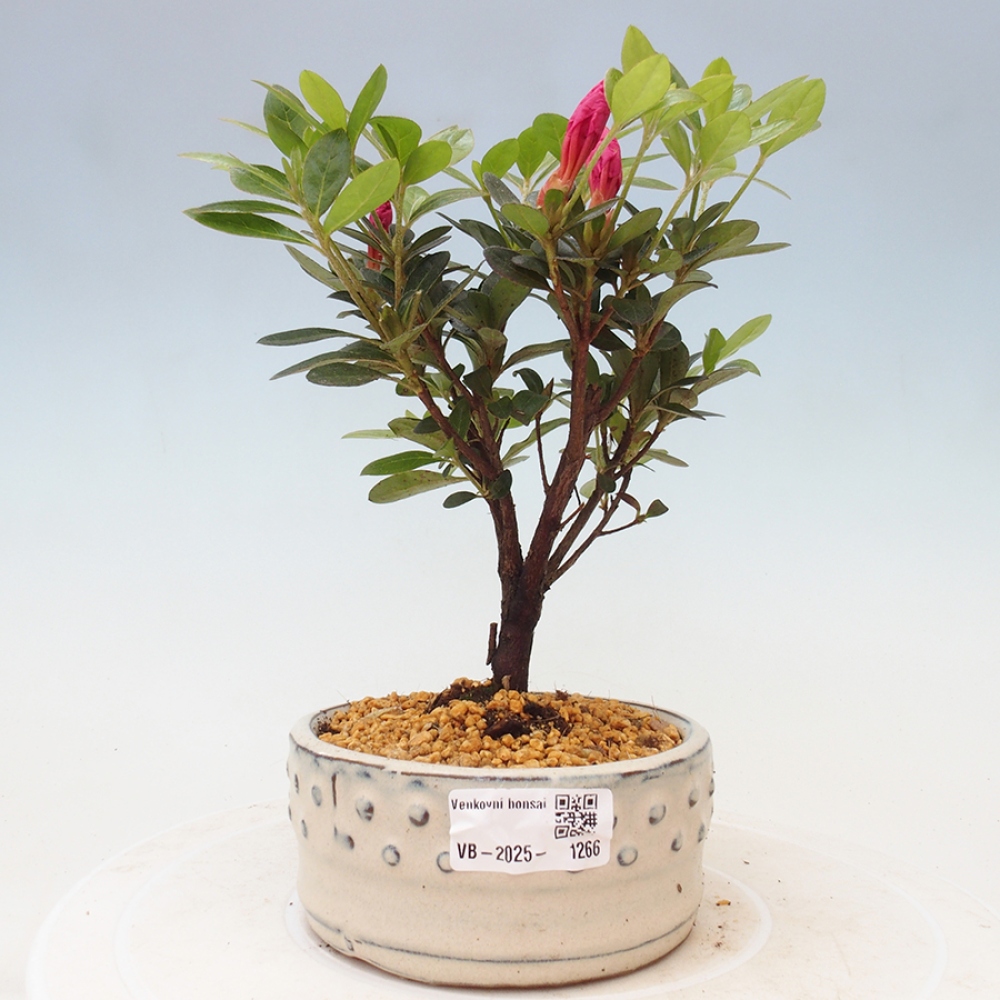 Bonsai zewnętrzne - Azalia japońska - Azalea sp.