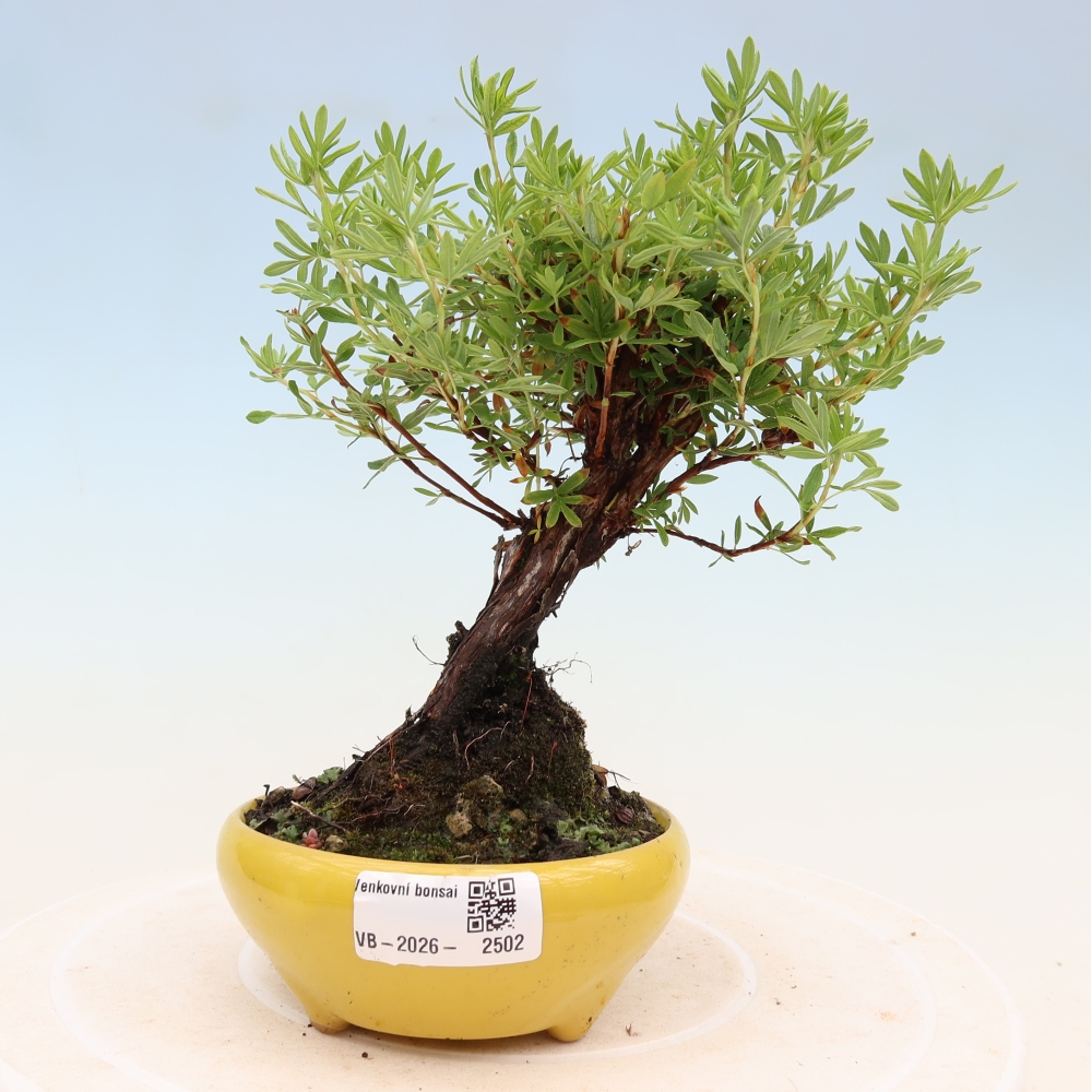 Bonsai zewnętrzne - Potentila fruticosa