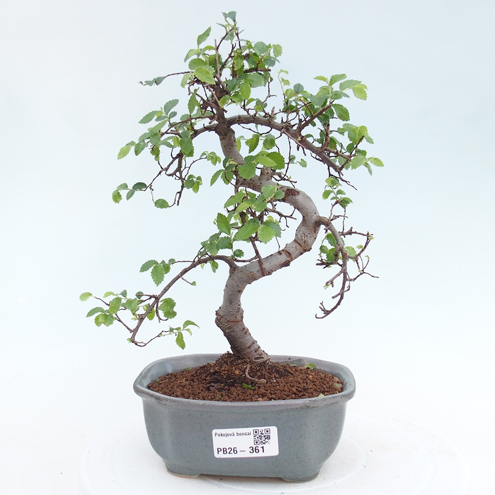 Pokój bonsai - Ulmus parvifolia - Wiąz drobnolistny