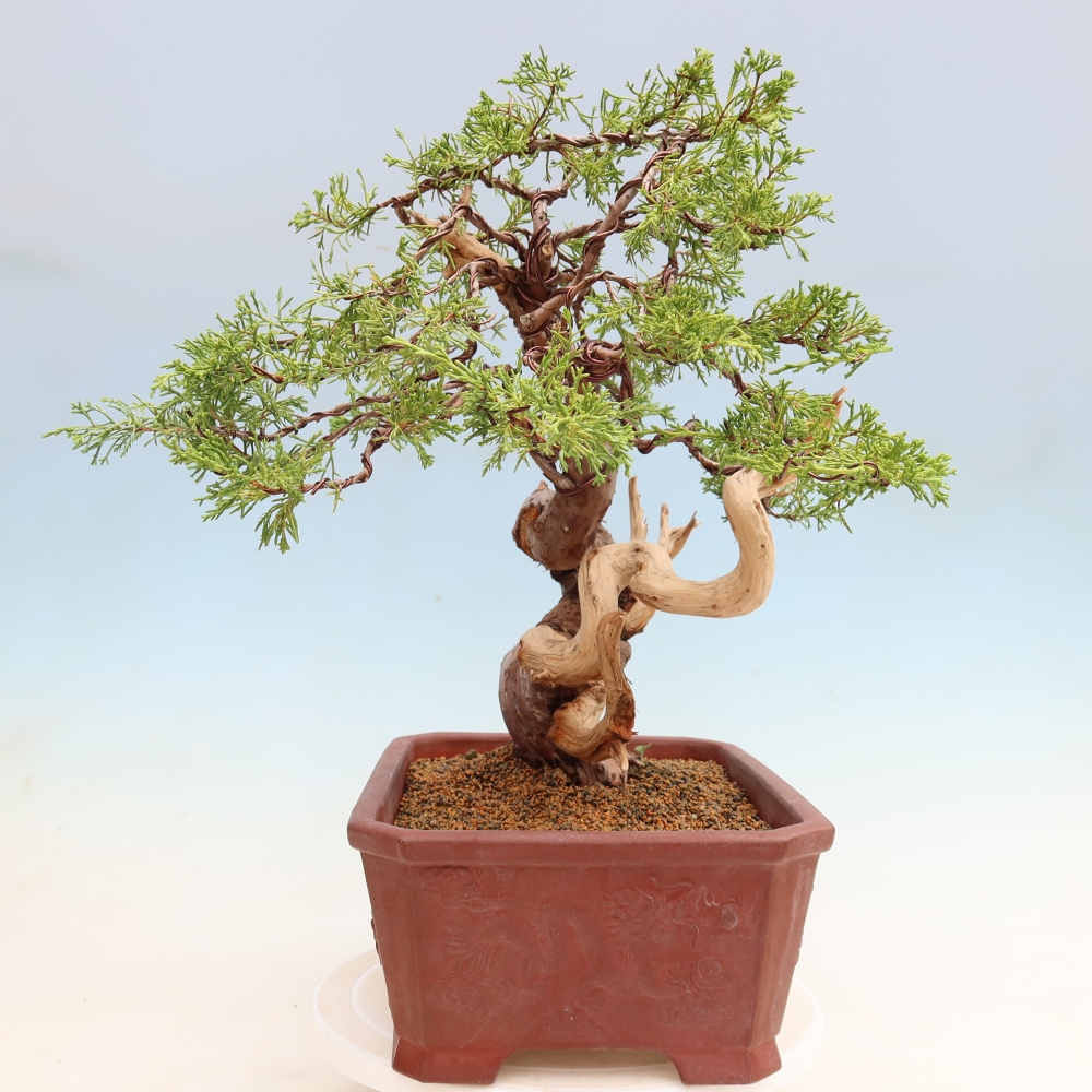 Bonsai ogrodowe – Juniperus chinensis Itoigawa – jałowiec chiński