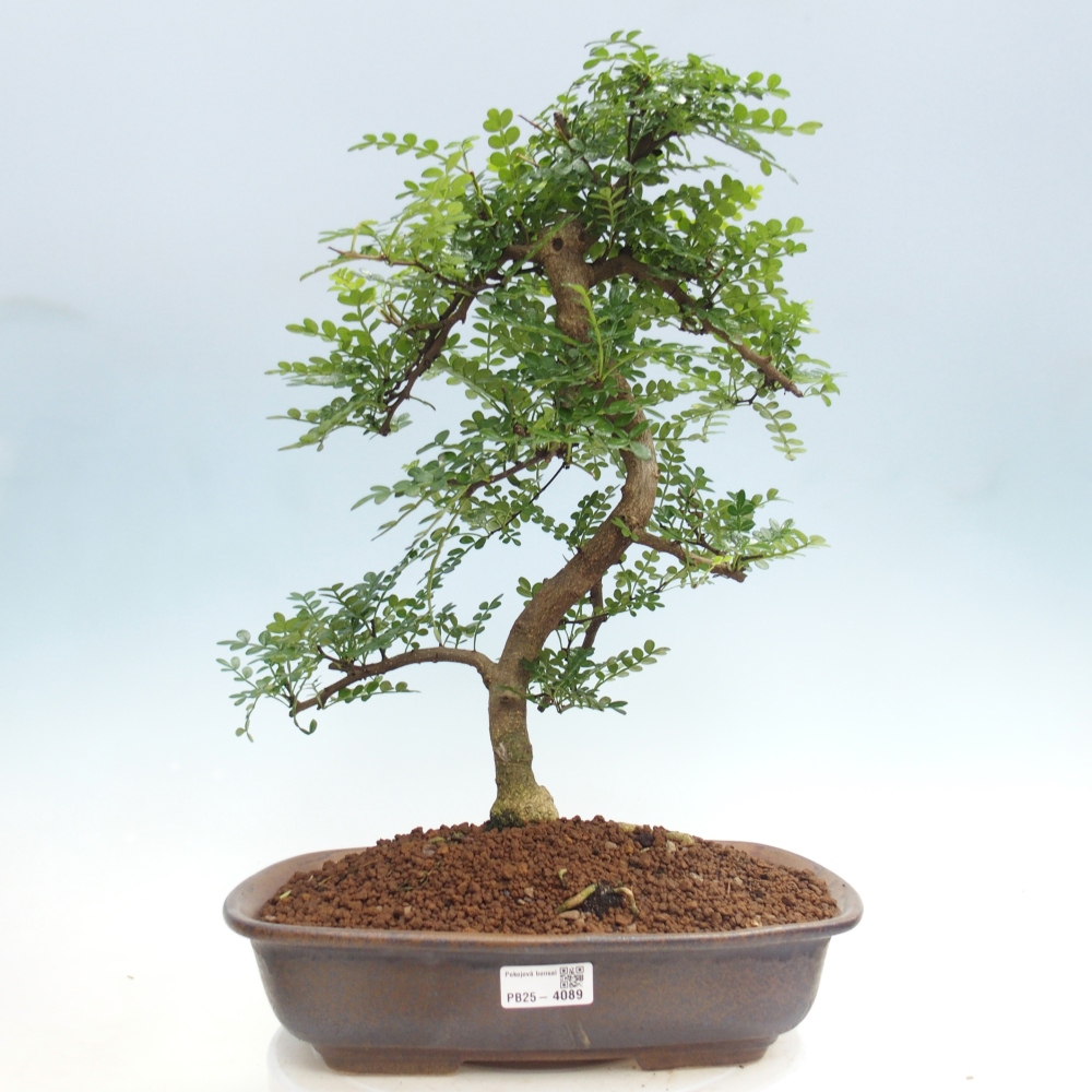 Pokój bonsai - Zantoxylum piperitum - drzewo pieprzowe