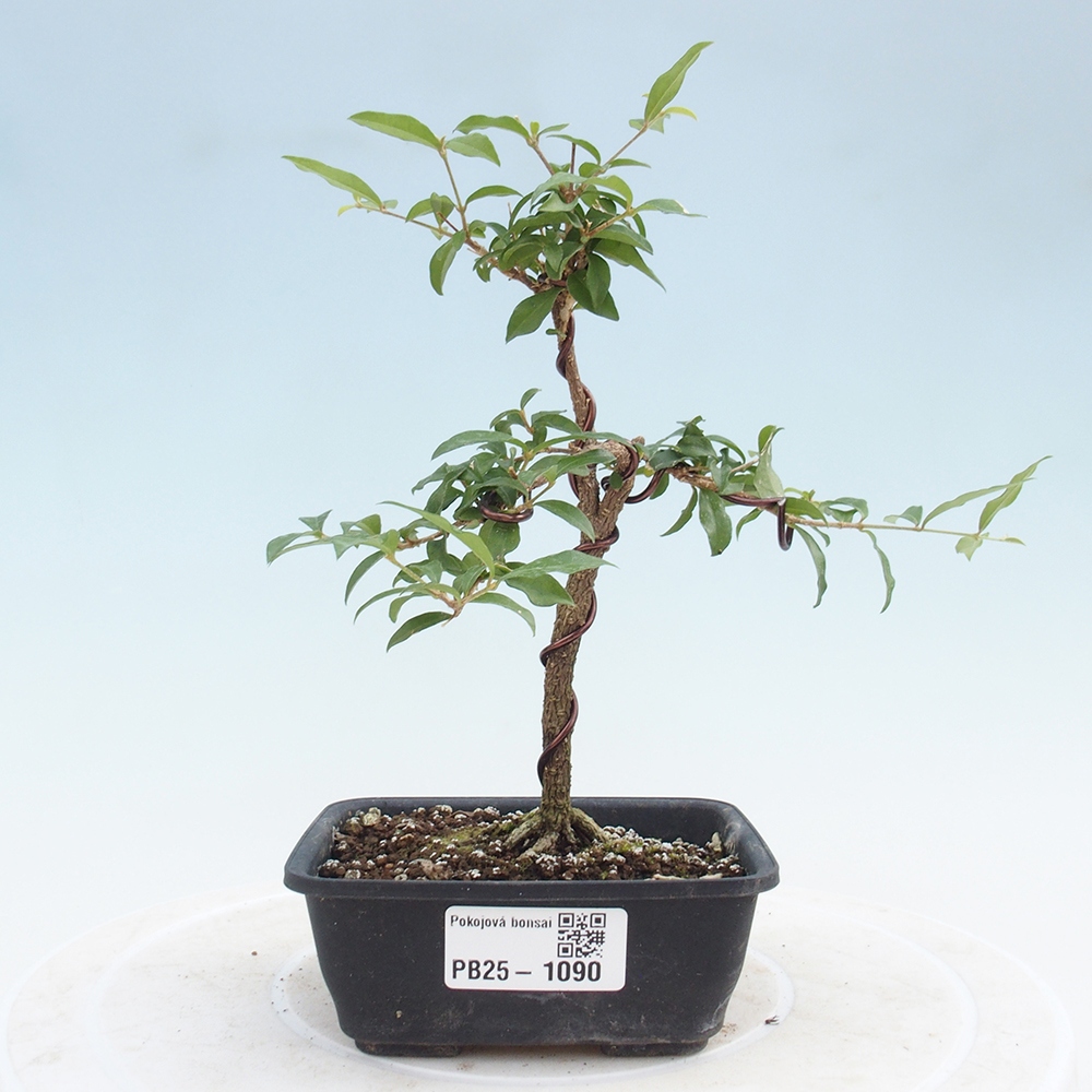 Bonsai pokojowe - Malpighia coccigera - Wiśnia Barbdorska