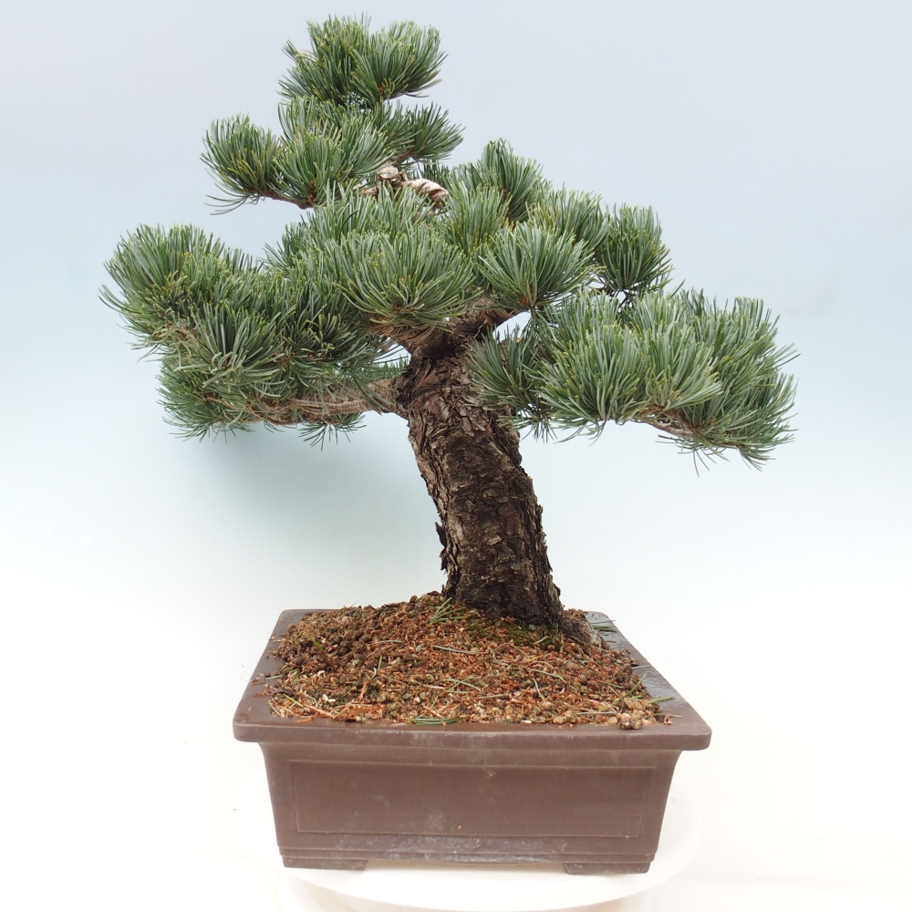 Outdoor bonsai - Pinus parviflora - Mała sosna