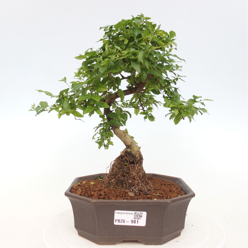 Pokój bonsai - Ligustrum chinensis - Dziób ptaka