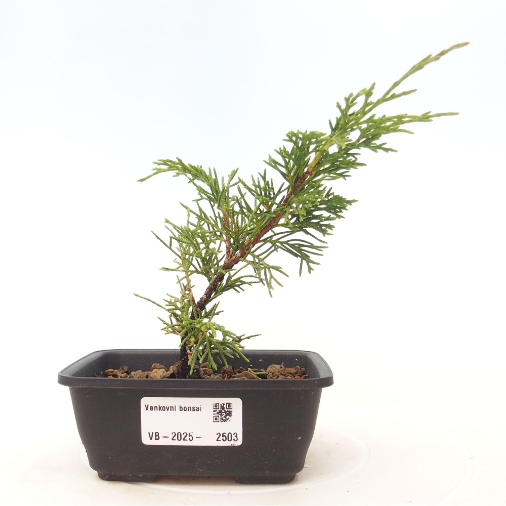 Outdoor bonsai - Juniperus chinensis Itoigawa - Jałowiec chiński