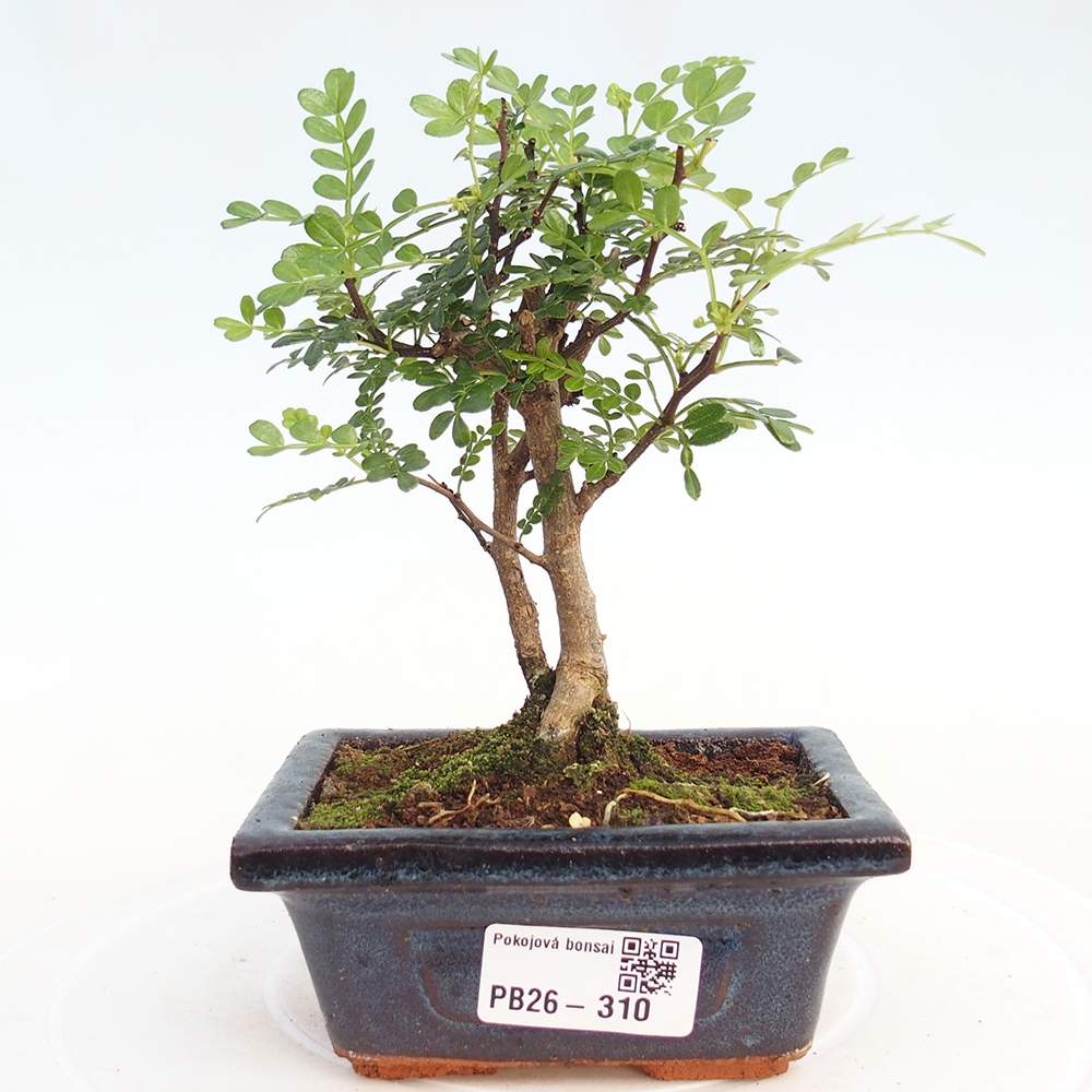 Pokój bonsai - Zantoxylum piperitum - drzewo pieprzowe