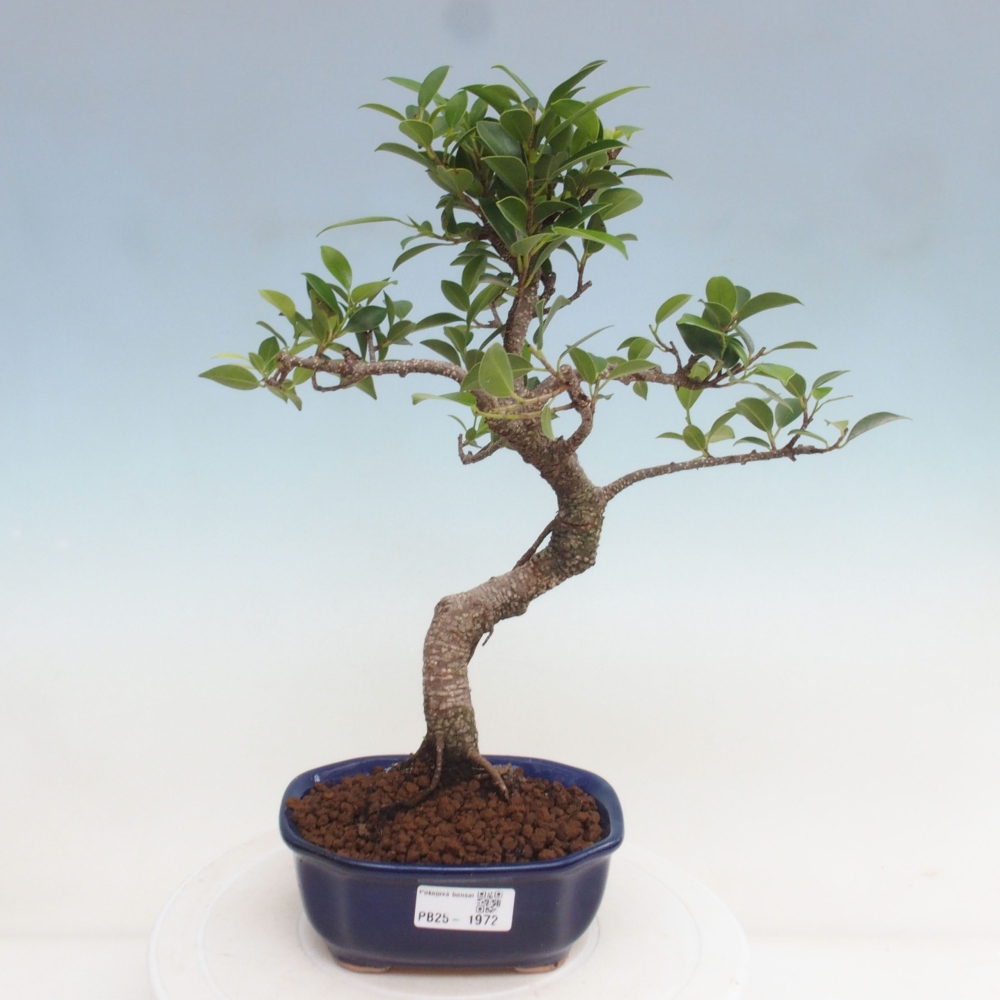 Kryty bonsai - Ficus retusa - figowiec drobnolistny