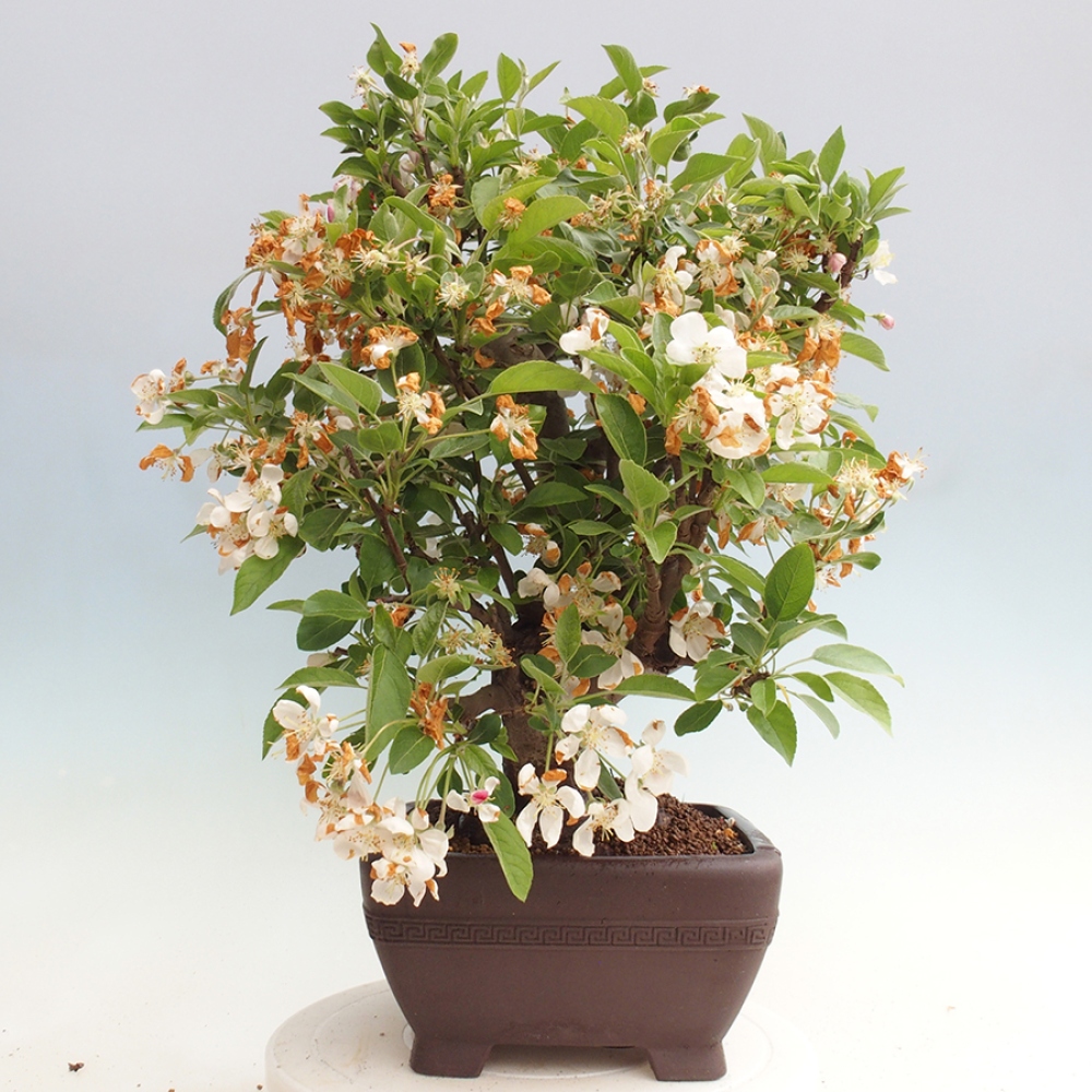 Bonsai plenerowe - Malus Halliana - Jabłoń drobnoowocowa