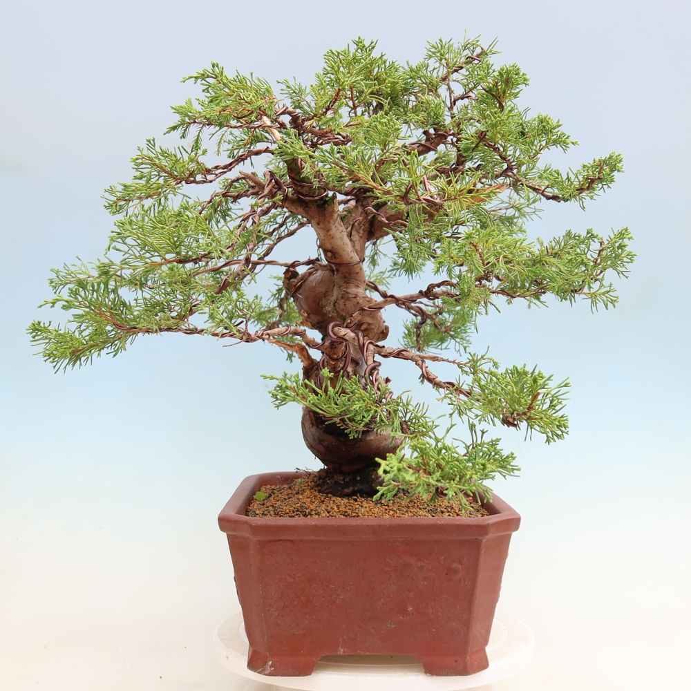 Bonsai ogrodowe – Juniperus chinensis Itoigawa – jałowiec chiński