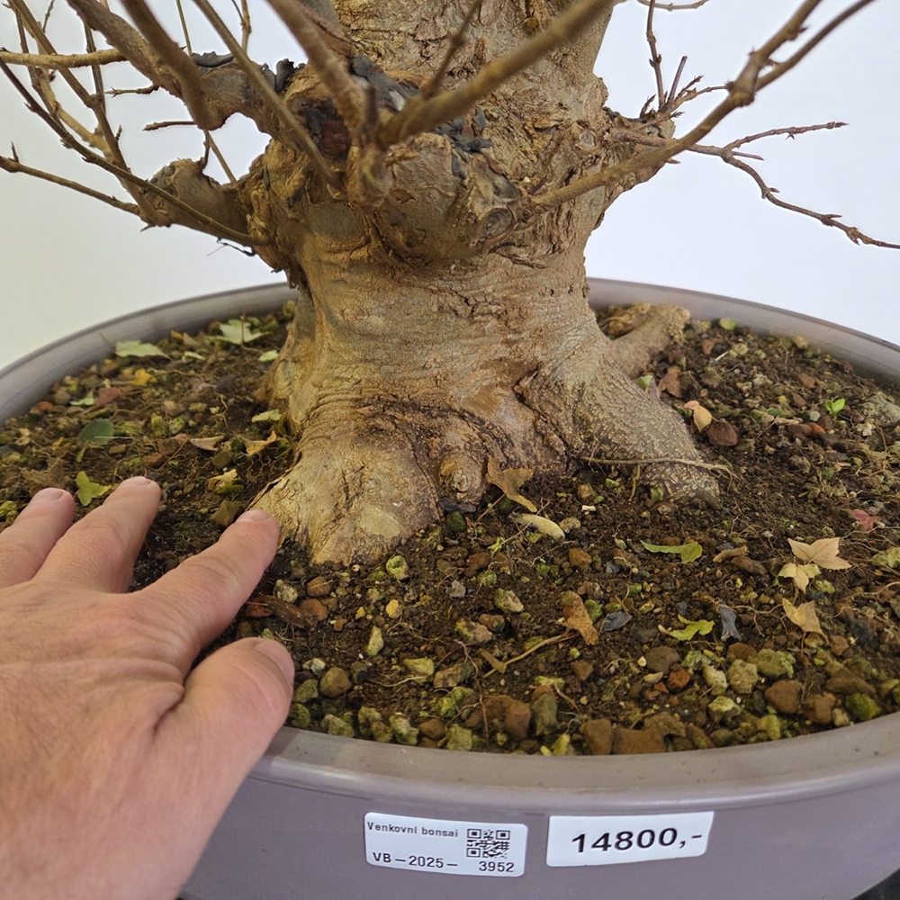 Klon bonsai na zewnątrz - Acer Burgeriana